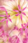 USA-Washington State-Seabeck Close-up of allium blossoms Art Print